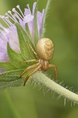 Busch-Krabbenspinne