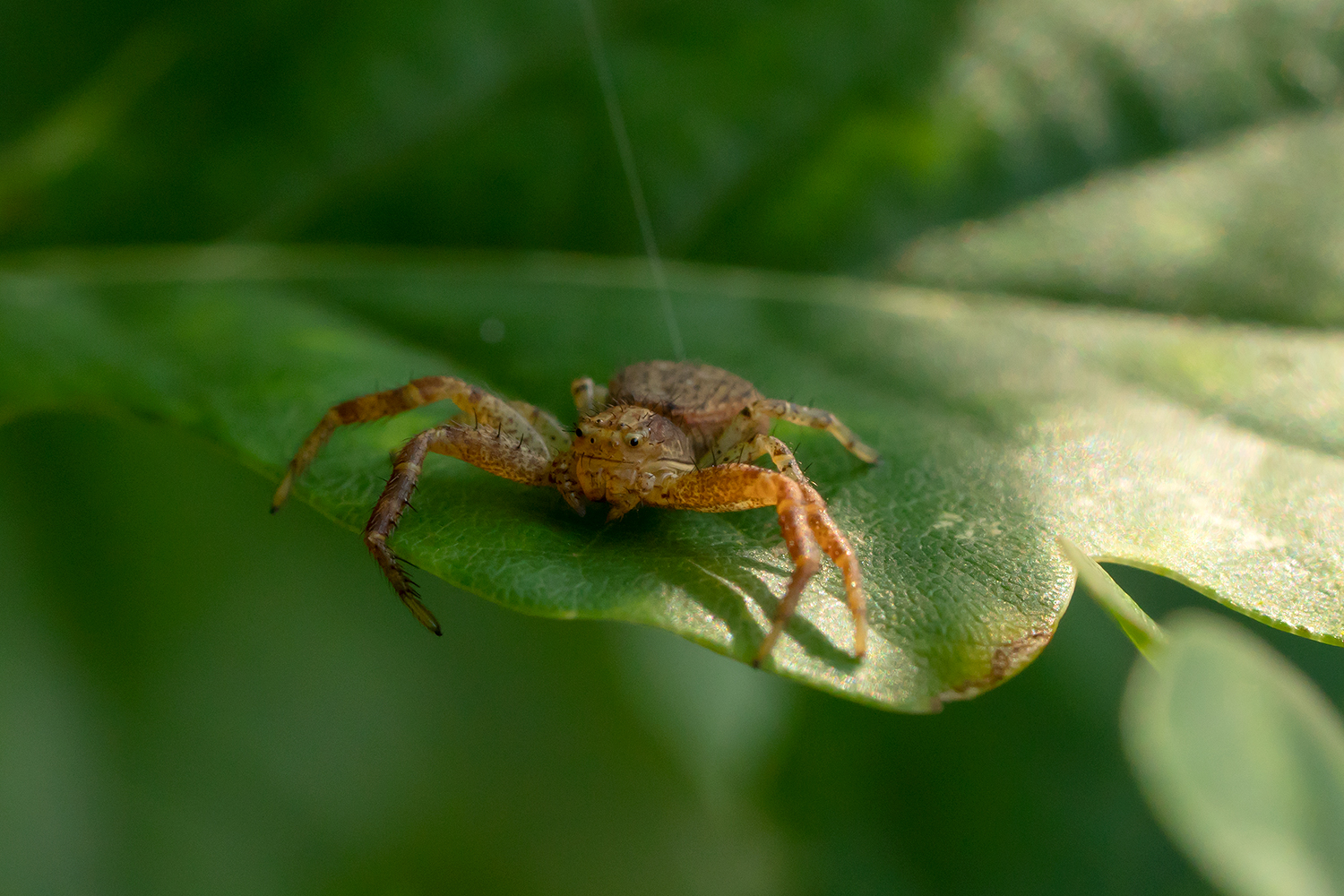 Busch Krabbenspinne