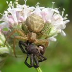 Busch-Krabbenspinne (Xysticus cristatus)