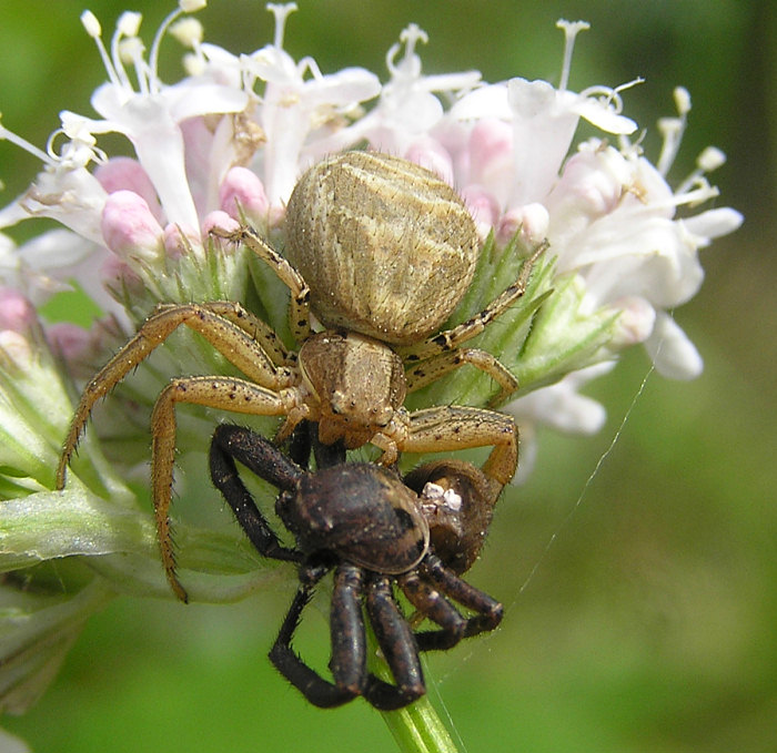 Busch-Krabbenspinne (Xysticus cristatus)