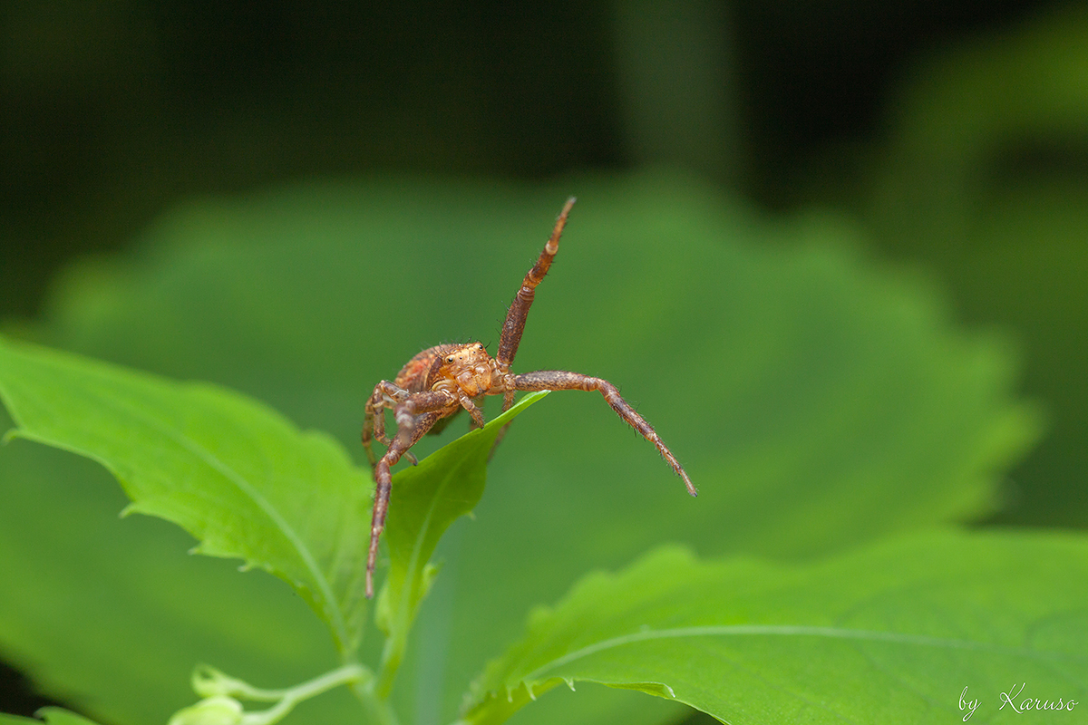 Busch-krabbenspinne (Xysticus cristatus)