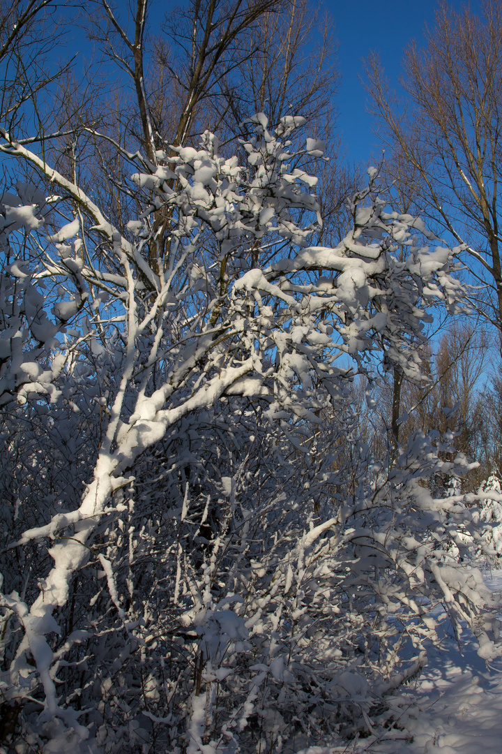 Busch mit Schnee