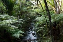 Busch von Piha, Neuseeland