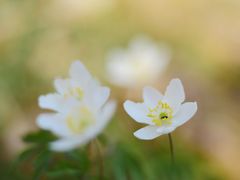 Busch-Windröschen, (Anemone nemorosa)