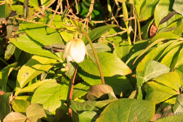 Busch-Windröschen (Anemone nemorosa)