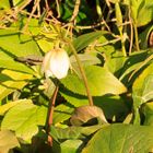 Busch-Windröschen (Anemone nemorosa)