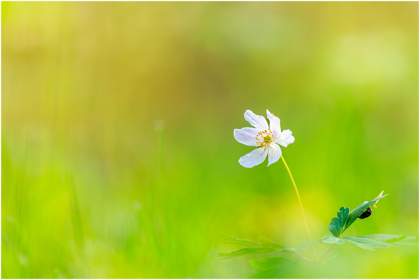 Busch-Windröschen (Anemone nemorosa)