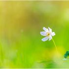 Busch-Windröschen (Anemone nemorosa)