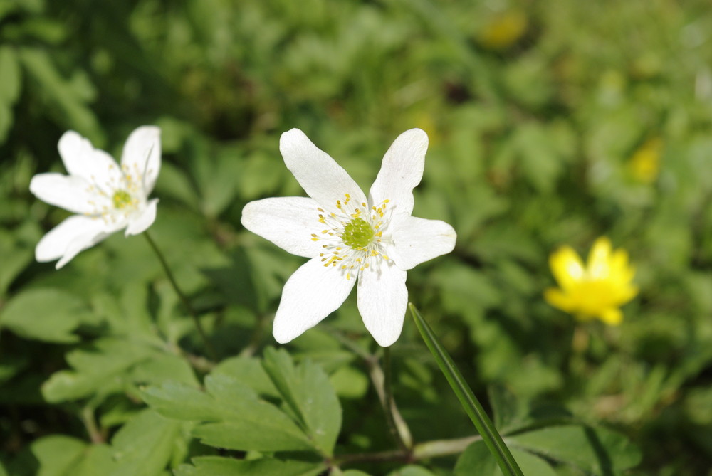 Busch-Windröschen, Anemone nemorosa