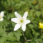 Busch-Windröschen, Anemone nemorosa