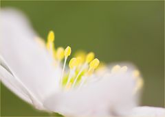 Busch-Windröschen ..