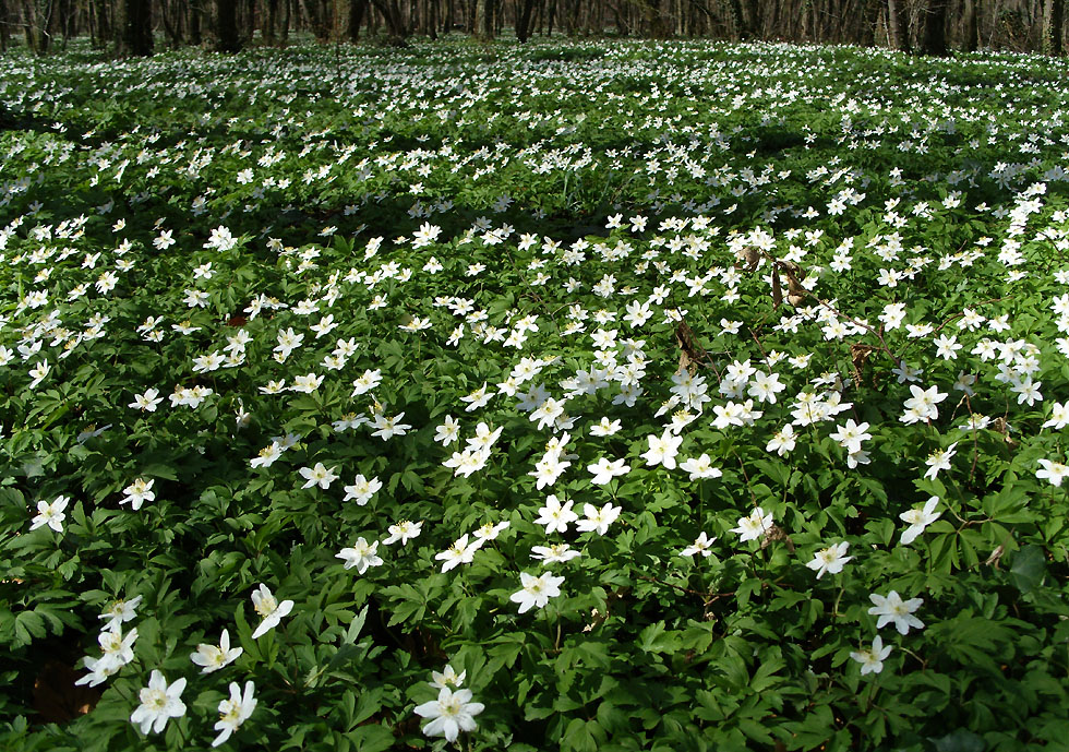 Busch-Windröschen / Wald-Anemone