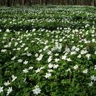 Busch-Windröschen / Wald-Anemone