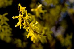 Busch_Blüte im Frühling