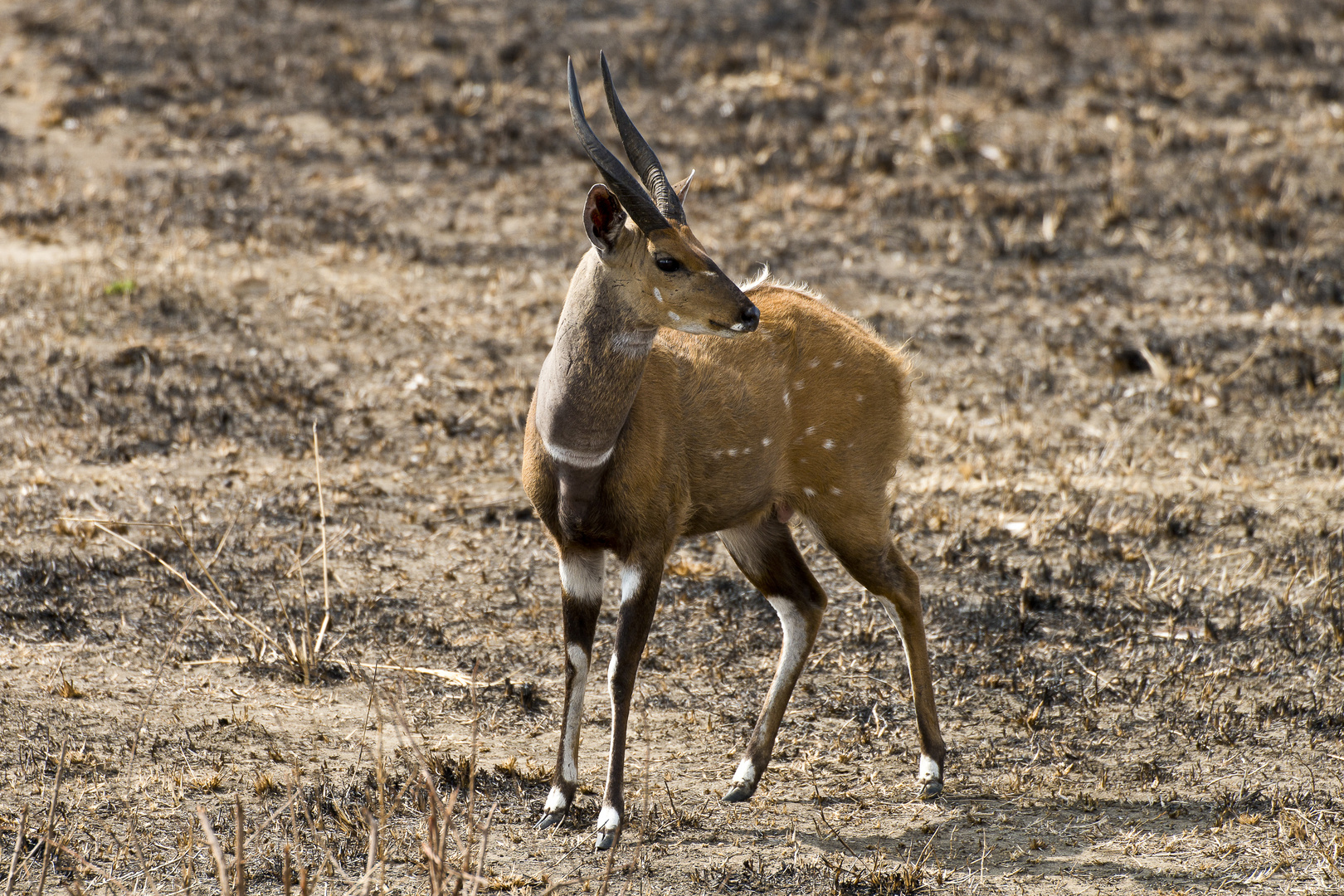 Buschbock, Ostküsten-Schirrantilope, Mikumi-NP, Tansania