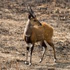 Buschbock, Ostküsten-Schirrantilope, Mikumi-NP, Tansania