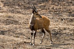 Buschbock, Ostküsten-Schirrantilope, Mikumi-NP, Tansania