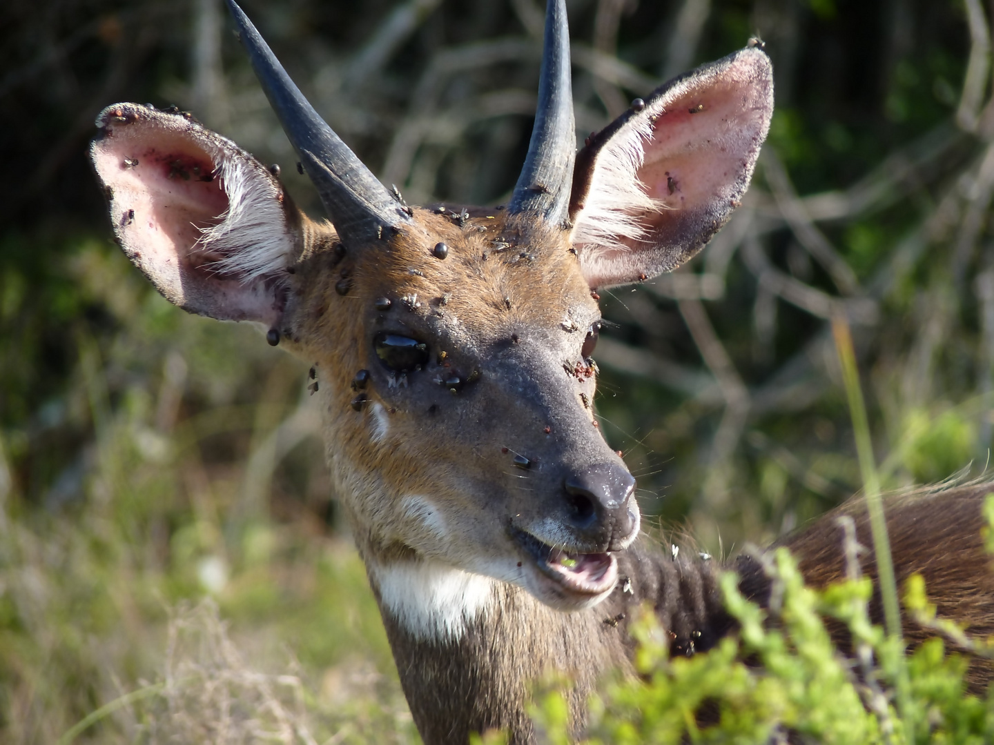 Buschbock, Priv. Game Reserve Nähe Port Elisabeth