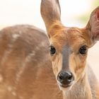 Buschbock (Tragelaphus scriptus), 