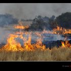 Buschfeuer am Albert Lake