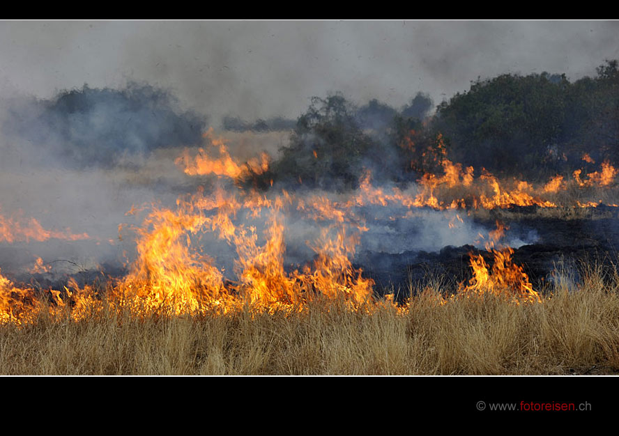 Buschfeuer am Albert Lake