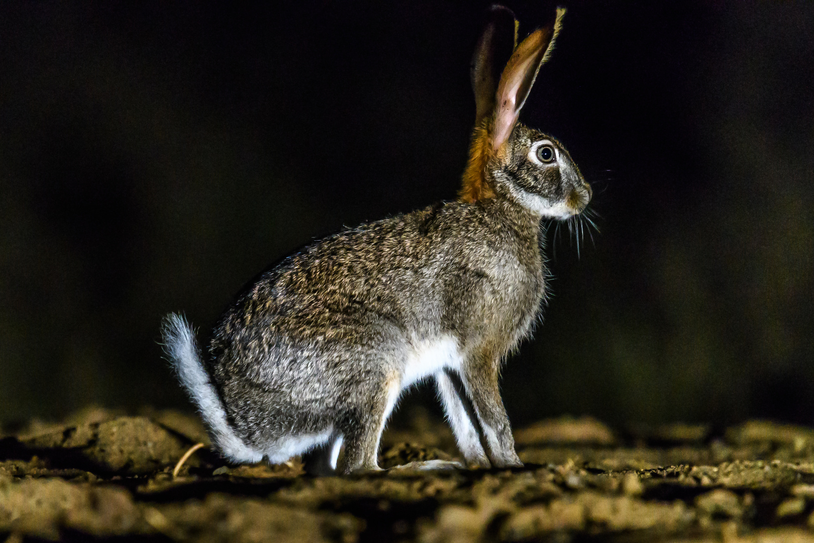 Buschhase (Lepus saxatilis)