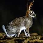 Buschhase (Lepus saxatilis)