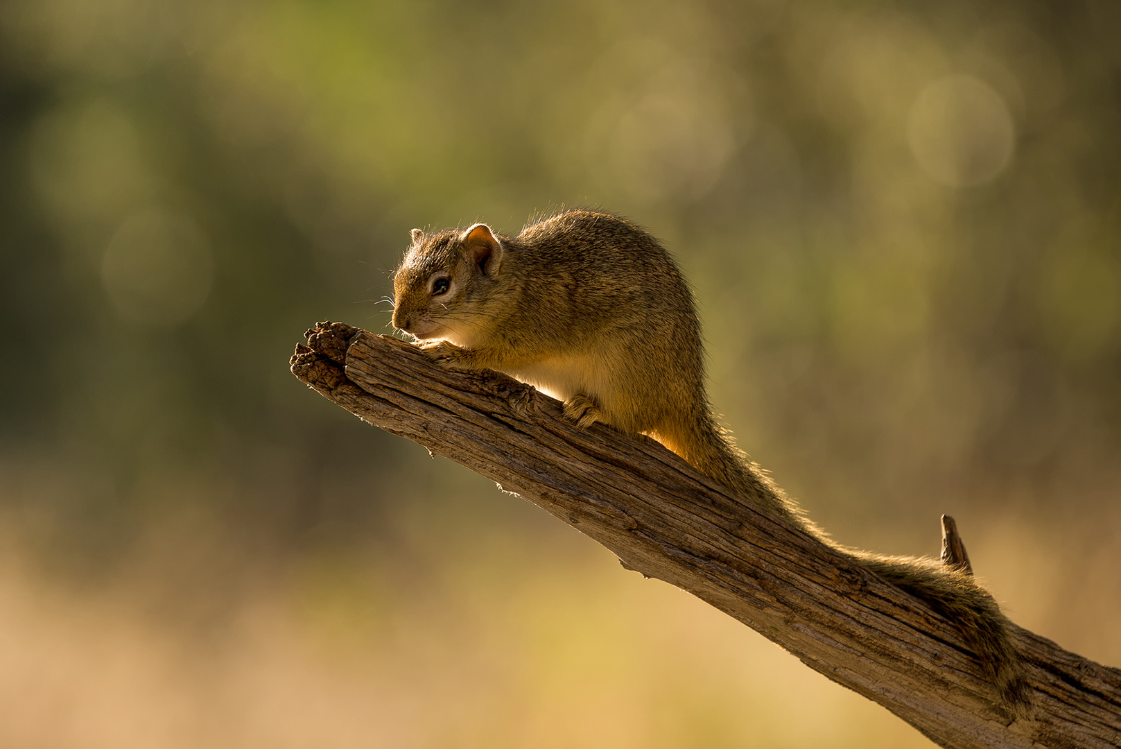 Buschhörnchen