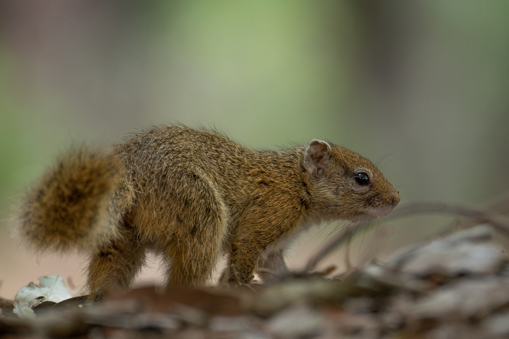 Buschhörnchen