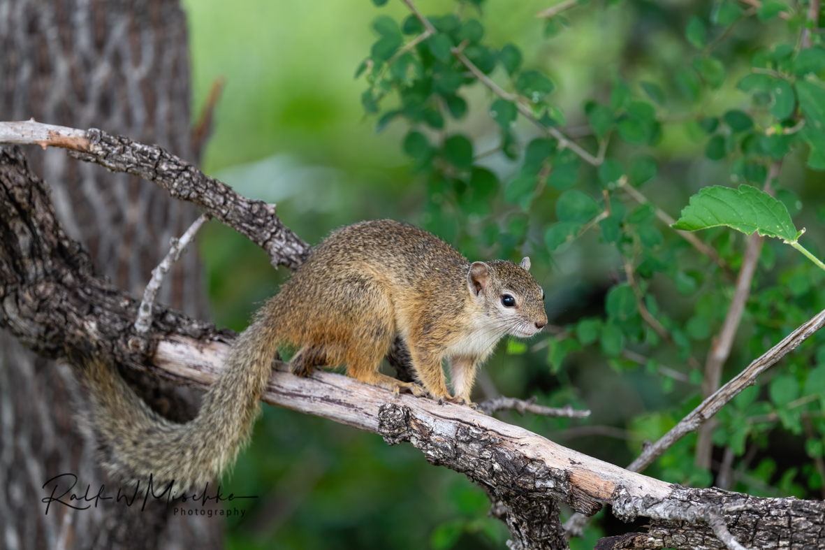 Buschhörnchen