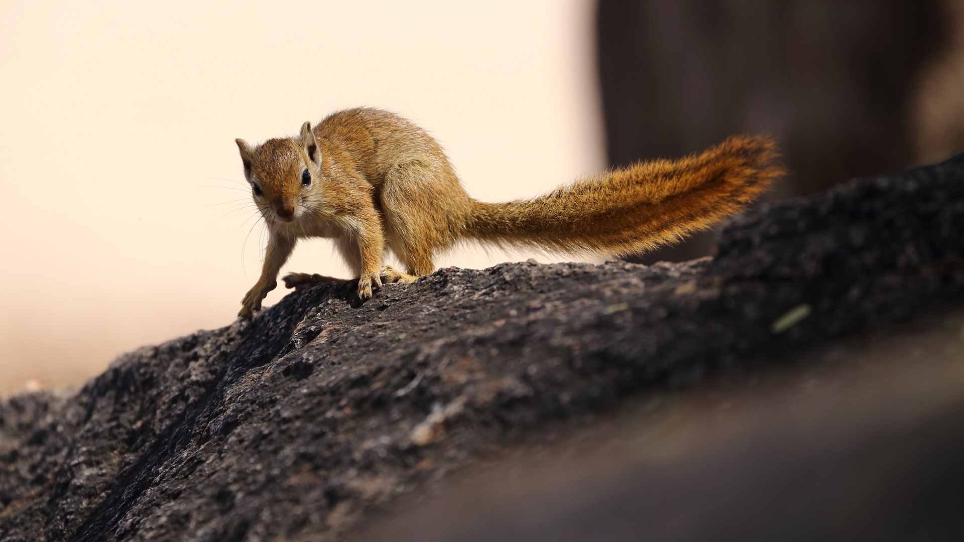 Buschhörnchen