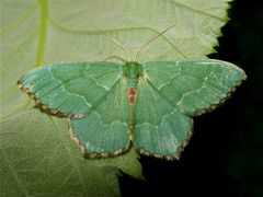 Buschholz-Grünspanner  (Hemithea aestivaria)