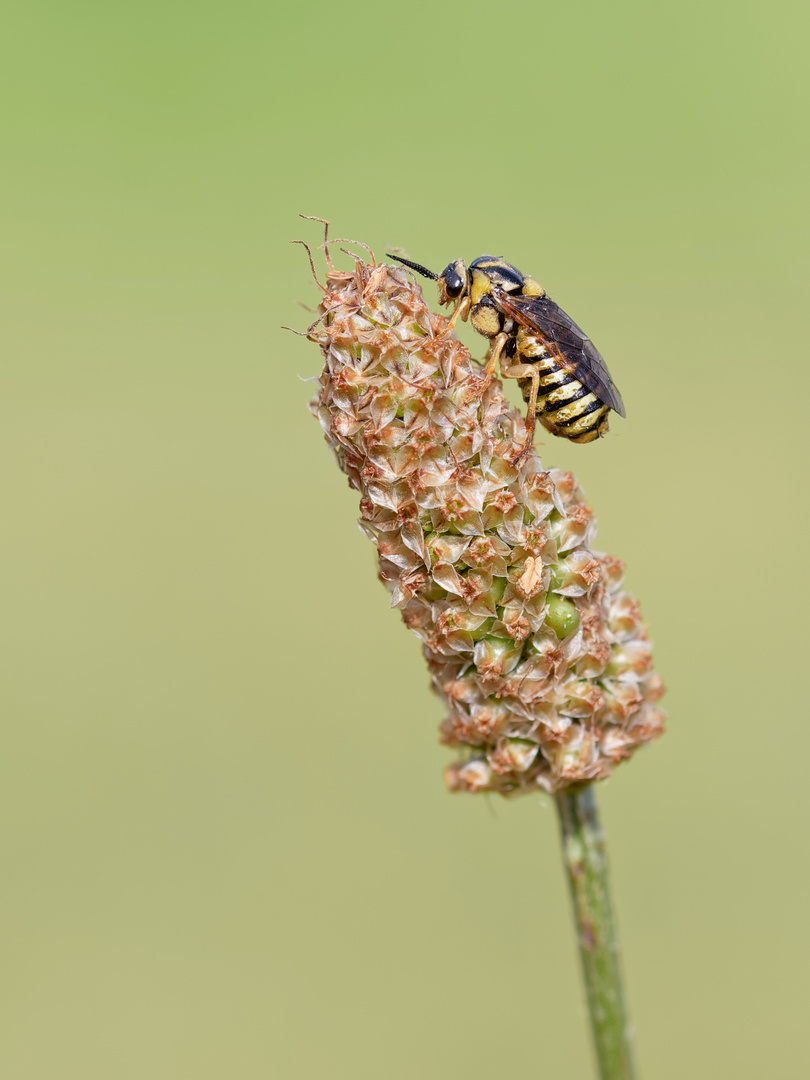 Buschhornblattwespe 