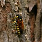 Buschhornblattwespe (Macrodiprion nemoralis)