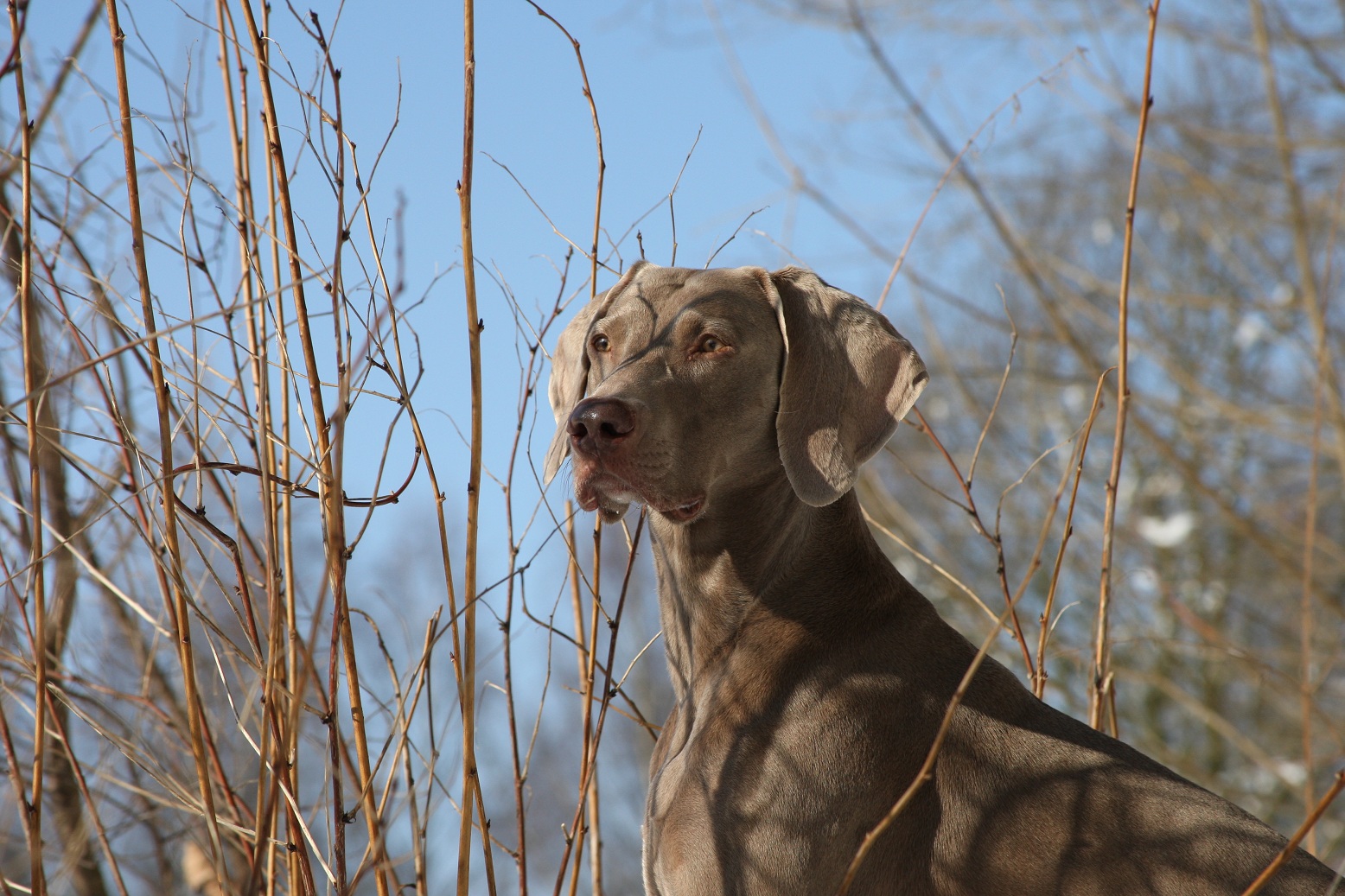 Buschhund