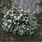 Buschige Astflechte (Ramalina fastigiata)