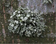 Buschige Astflechte (Ramalina fastigiata)