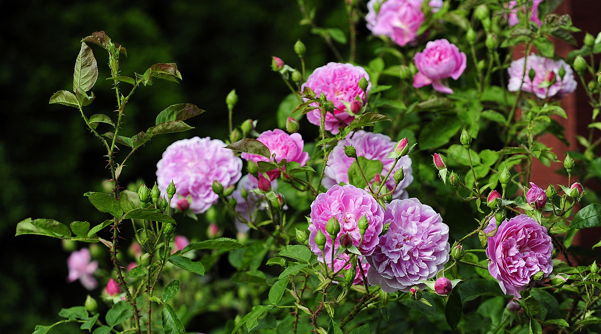 Buschige Gartenrosen in voller Blüte