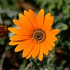 Buschiges Kapkörbchen (Osteospermum fruticosum)