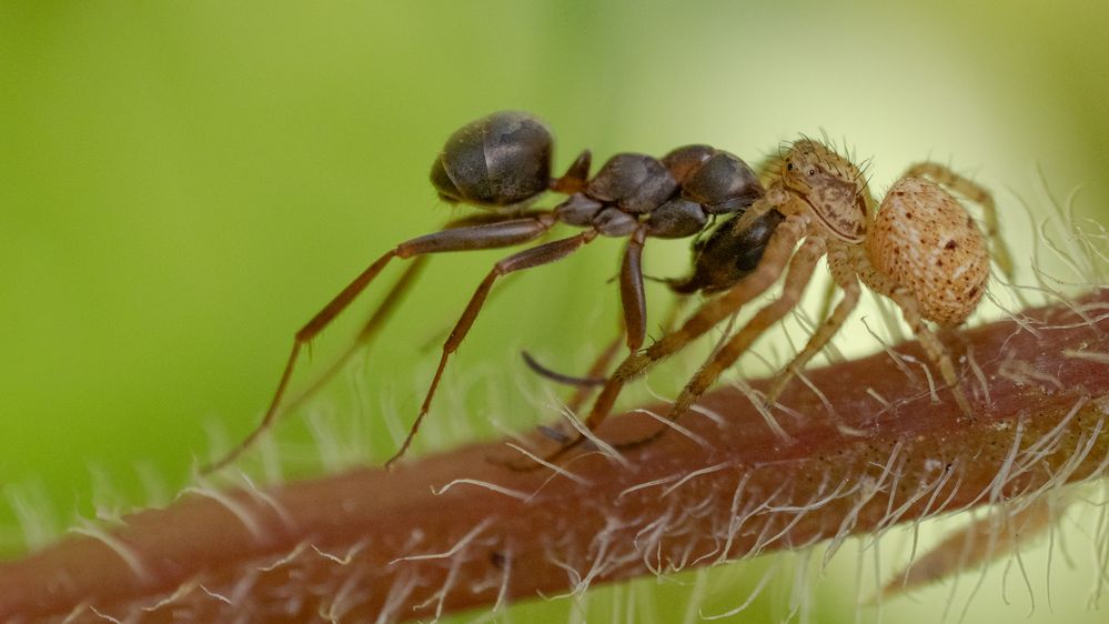 Buschkrabbenspinne