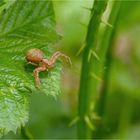 Buschkrabbenspinne (Xysticus spec.)