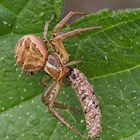 Buschkrabbgenspinne mit Köcherfliegenlarve 