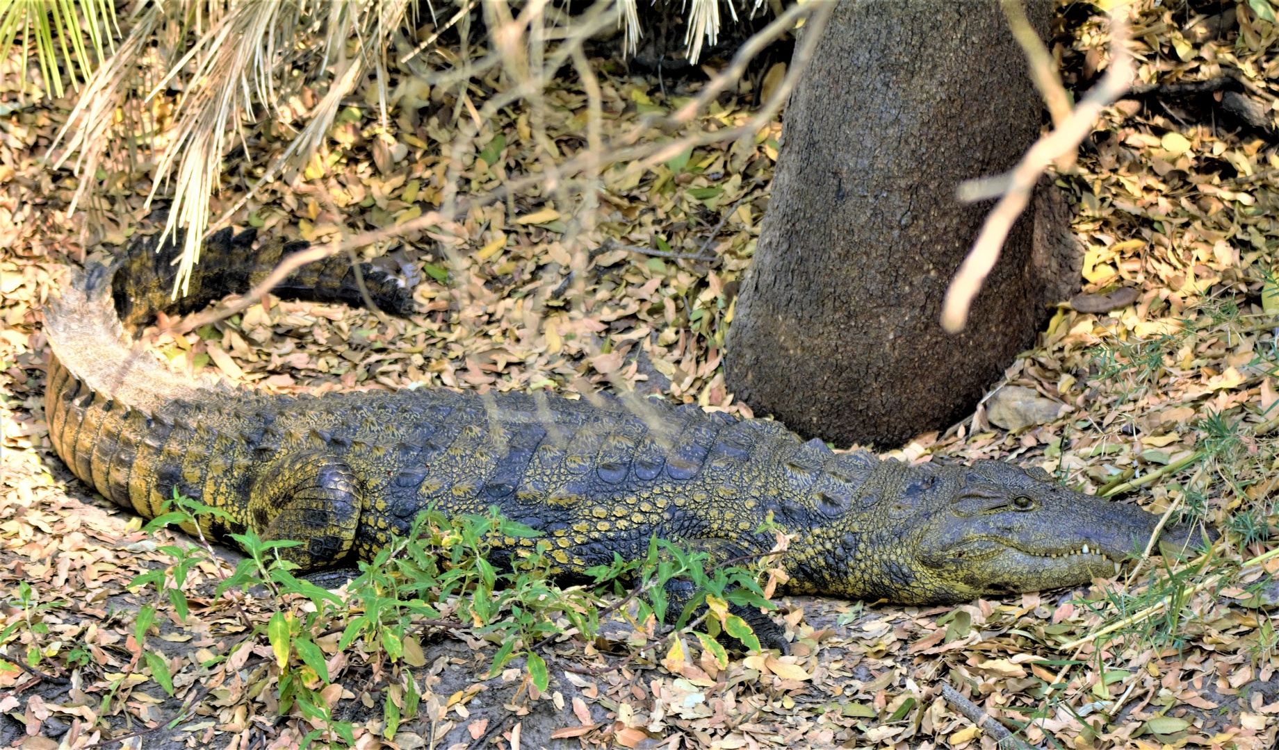 Buschkrokodil Foto & Bild | natur, namibia, afrika Bilder auf fotocommunity