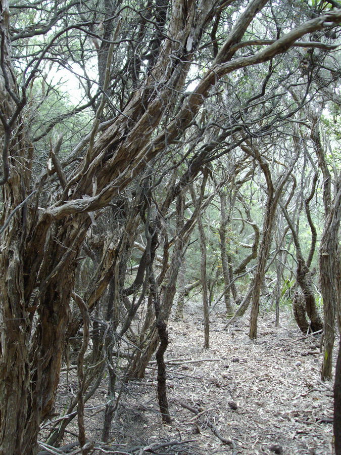 Buschland auf einer Wanderung in East Gippsland Victoria (AUS)