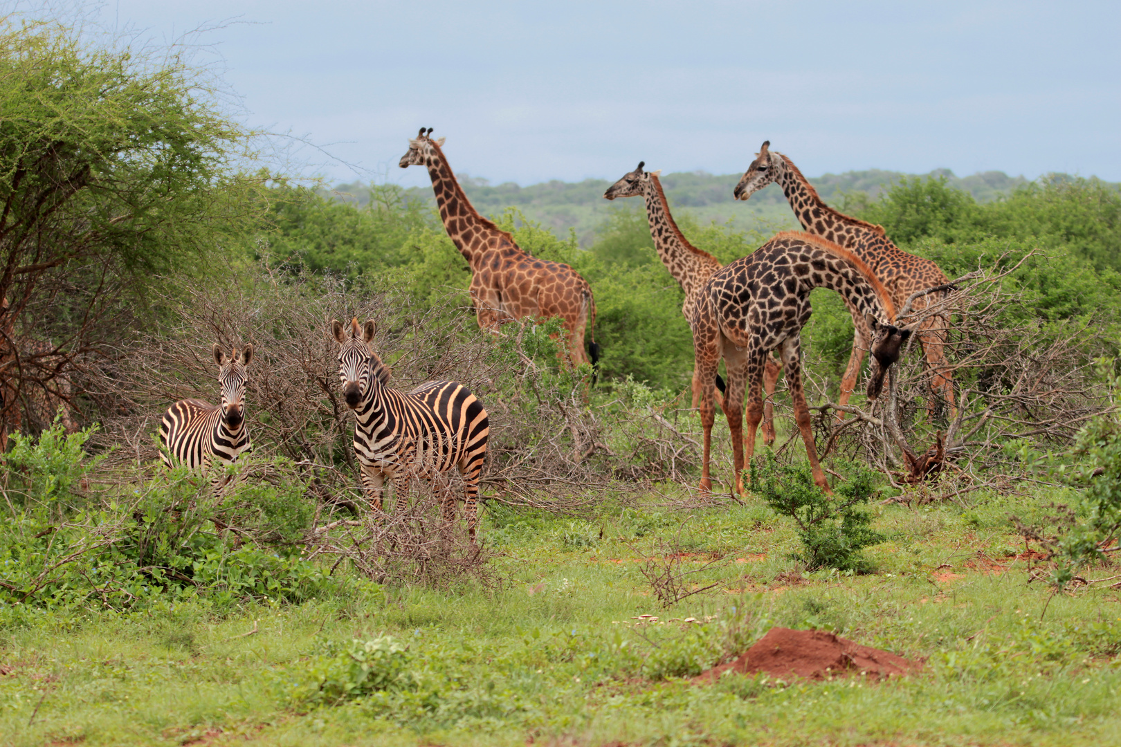 Buschland und rote Erde in Afrika (Kenia)