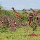 Buschland und rote Erde in Afrika (Kenia)