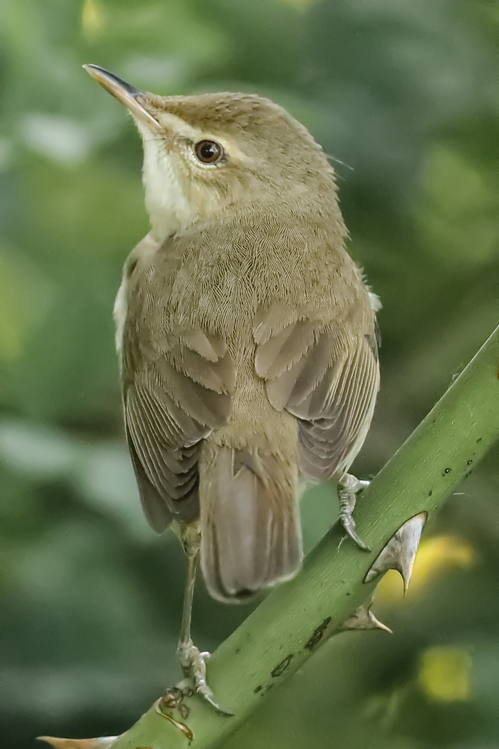 Buschrohrsänger (Acrocephalus dumetorum)