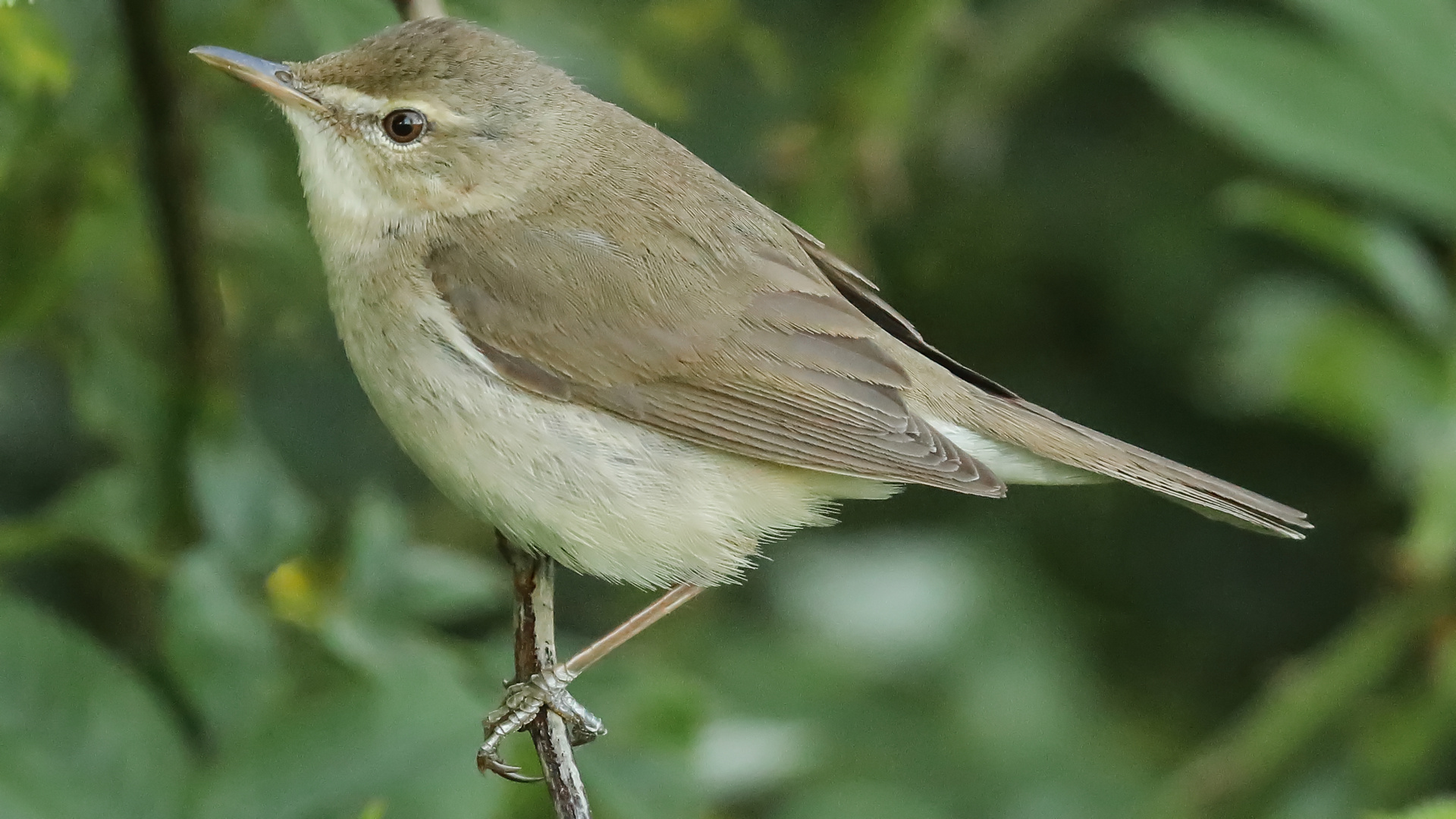 Buschrohrsänger (Acrocephalus dumetorum)