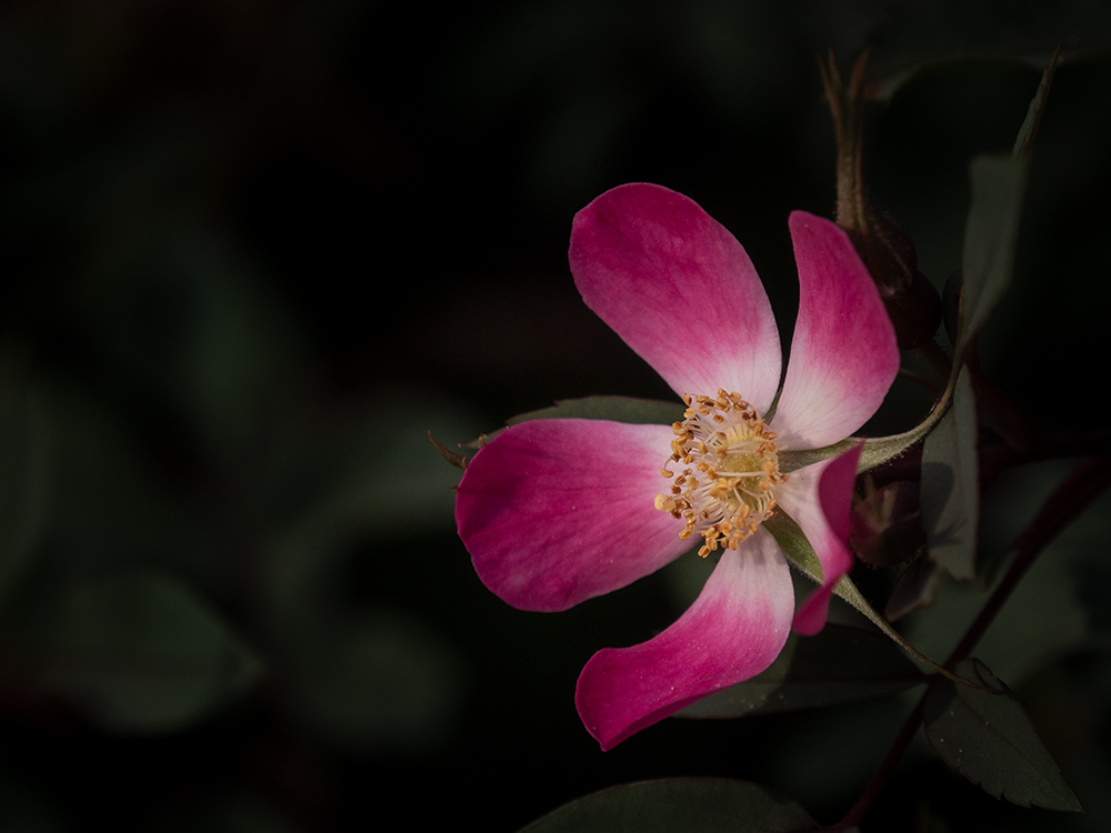 Buschrose Blüte