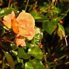 Buschrose neben der Natursteinmauer